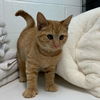 Zucca - Not At the Shelter