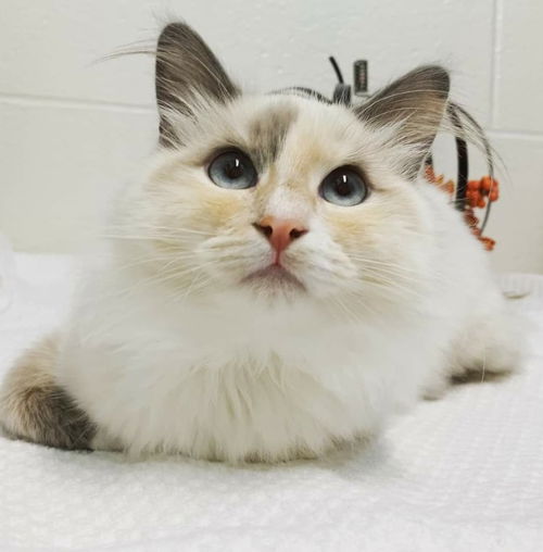 Pinky - Not at the Shelter