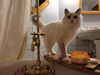 Pinky - Not at the Shelter