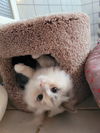 Pinky - Not at the Shelter