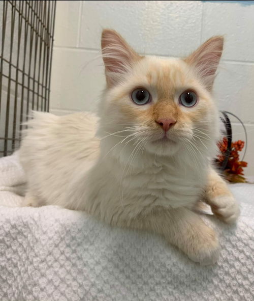 Snowball - Not at the Shelter