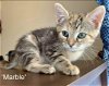 Marble - Not at the Shelter