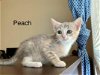 Peach - Visit her at Petsmart in Lynchburg