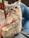 Ash - Not at the Shelter