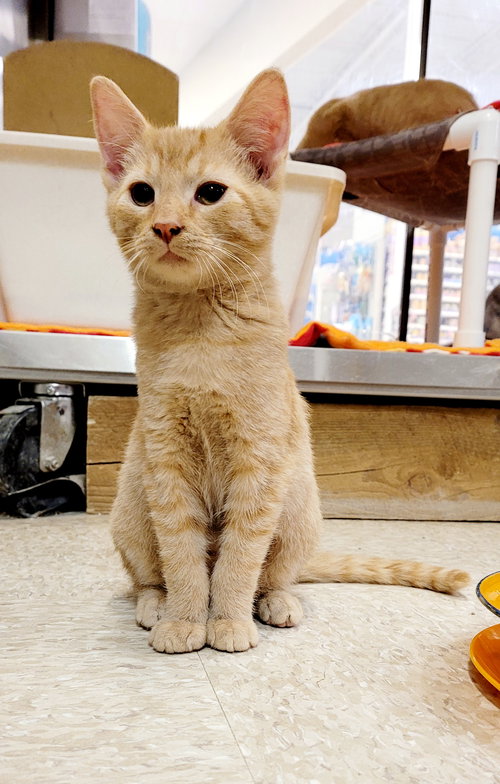 Jolly-Visit at Lynchburg Petsmart