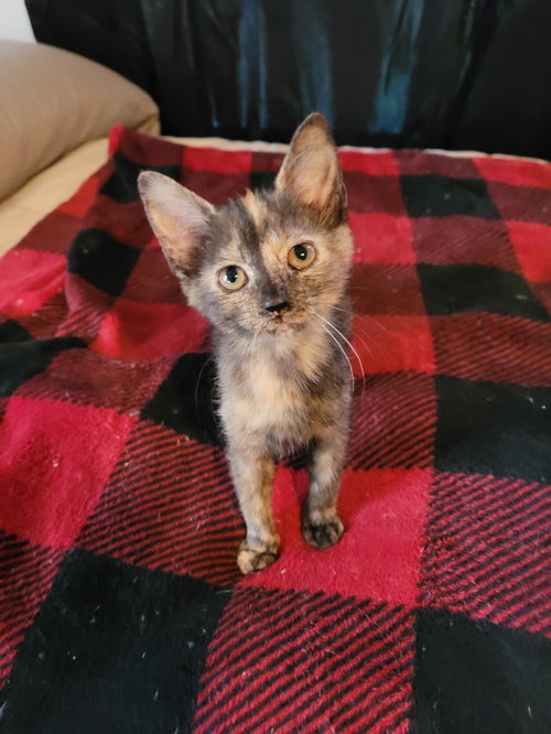 Kit-Visit at Lynchburg Petsmart