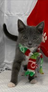 Winn - Visit at Seven Hills Animal Hospital