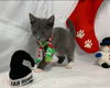 Winn - Visit at Seven Hills Animal Hospital