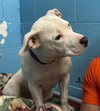 Moxie: At the shelter