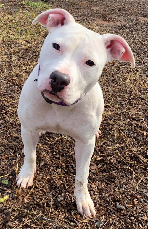 Moxie: At the shelter