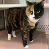 Cali Cat, Declawed Senior: Not at the Shelter