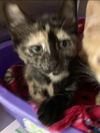 Cola: Visit her at Petsmart in Lynchburg