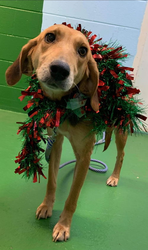 Lola: At the Shelter