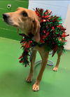 Lola: At the Shelter