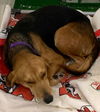 Lola: At the Shelter