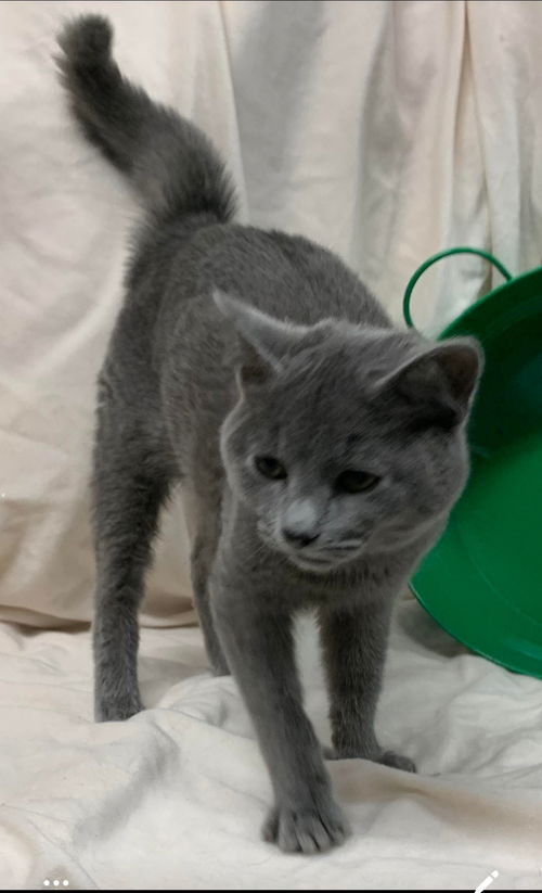 Rocky - Visit at Petsmart