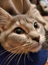 Desi - Not at the Shelter