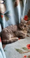 Desi - Not at the Shelter