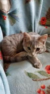 Desi - Not at the Shelter