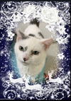 Dora: Visit her at Petsmart in Lynchburg