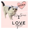 Dora: Visit her at Petsmart in Lynchburg