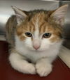 Evie: Visit her at Petsmart