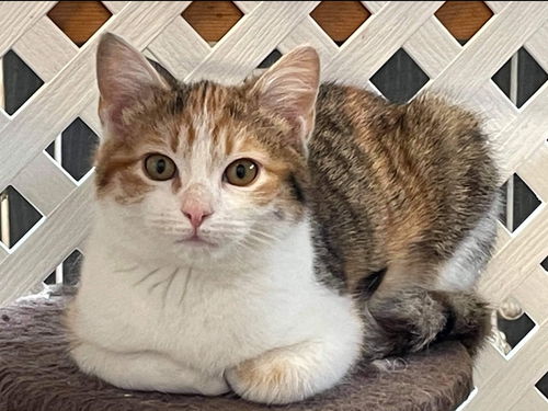 Evie: Visit her at Petsmart