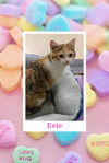 Evie: Visit her at Petsmart