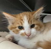 Cowan: Not at the shelter