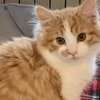 Cowan: Not at the shelter