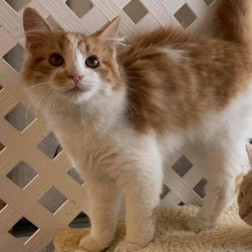 Cowan: Not at the shelter