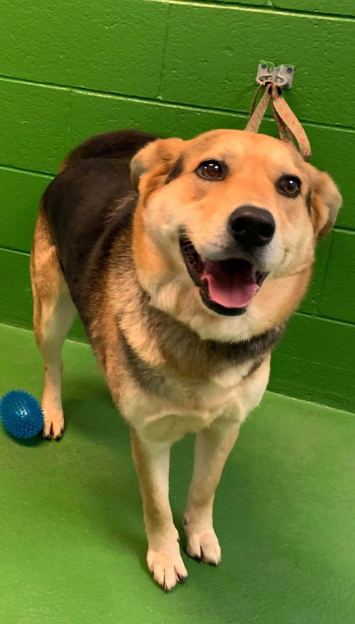 Cassie - At the Shelter