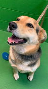 Cassie - At the Shelter