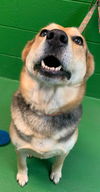 Cassie - At the Shelter