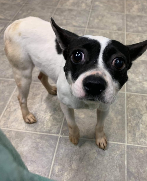 JJ - Not at the shelter