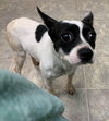 JJ - Not at the shelter