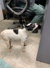 JJ - Not at the shelter