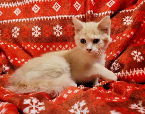 Cayenne - Not at the Shelter
