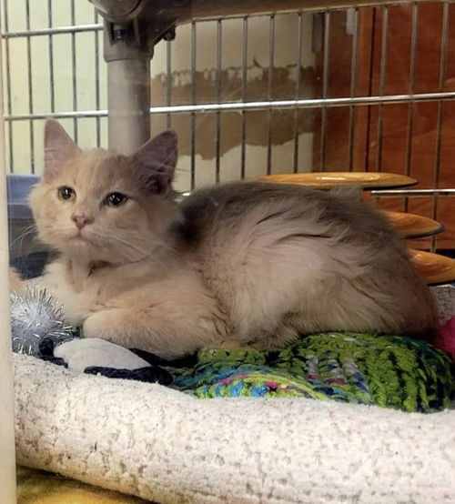 Rajah - Visit at Lynchburg Petsmart