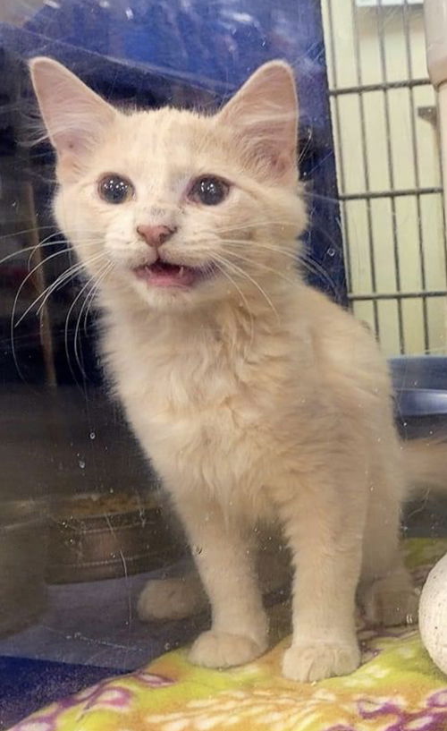 Oliver - visit at Lynchburg Petsmart