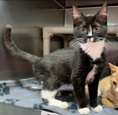 Meats: visit him at Petsmart in Lynchburg
