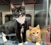 Meats: visit him at Petsmart in Lynchburg