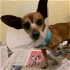 Pepito: not at the shelter
