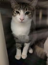 Inez: Visit her at Petsmart in Lynchburg