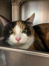 Wynter - Petsmart
