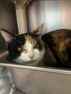 Wynter - Petsmart
