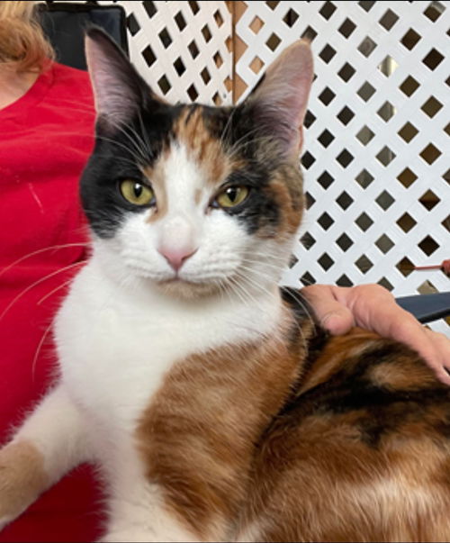 Wynter - Petsmart