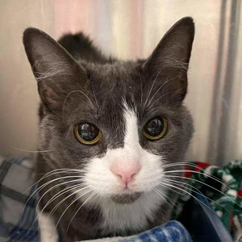 Maya - At the Shelter