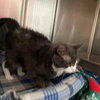 Maya - At the Shelter