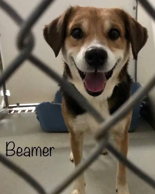 Beamer: at the shelter